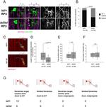 GFP Antibody in Immunocytochemistry (ICC/IF)