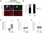 GFP Antibody in Immunocytochemistry (ICC/IF)