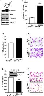 Claudin 2 Antibody in Western Blot (WB)