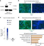 GAPDH Antibody in Western Blot (WB)