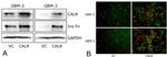 GAPDH Antibody in Western Blot (WB)