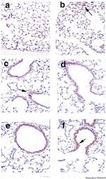 nNOS Antibody in Immunohistochemistry (Paraffin) (IHC (P))