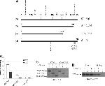 Hepatitis C Virus Core Antigen Antibody in Immunoprecipitation (IP)