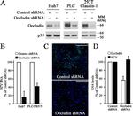 Hepatitis C Virus Core Antigen Antibody in Immunocytochemistry (ICC/IF)