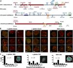 NUP62 Antibody in Immunohistochemistry, Immunocytochemistry (IHC, ICC/IF)
