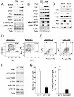 Cyclin E Antibody in Western Blot (WB)
