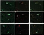 Phospho-Tau (Ser202, Thr205) Antibody in Immunohistochemistry, Immunocytochemistry (IHC, ICC/IF)