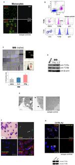 TCR V beta F1 Antibody in Western Blot (WB)