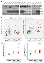 Cyclin D2 Antibody in Western Blot (WB)