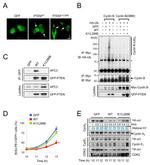 GFP Antibody in Immunocytochemistry (ICC/IF)