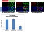 Hepatitis C Virus Core Antigen Antibody in Immunocytochemistry (ICC/IF)
