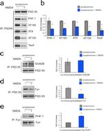 Phospho-Tau (Thr231) Antibody in Western Blot (WB)
