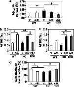 Phospho-Tau (Thr231) Antibody in Western Blot (WB)