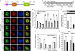 NPM1 Antibody in Immunocytochemistry (ICC/IF)