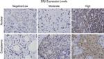 Estrogen Receptor beta Antibody in Immunohistochemistry (Paraffin) (IHC (P))