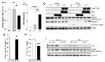 Phospho-FAK (Tyr397) Antibody in Western Blot (WB)