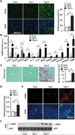 F4/80 Antibody in Immunohistochemistry, Immunocytochemistry (IHC, ICC/IF)