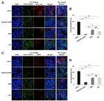 Hepatitis C Virus Core Antigen Antibody in Immunocytochemistry (ICC/IF)