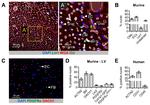 CD45 Antibody in Immunocytochemistry (ICC/IF)