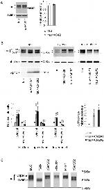 Phospho-Tau (Thr231) Antibody in Western Blot (WB)