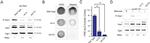 PGK1 Antibody in Western Blot (WB)