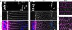 ZO-1 Antibody in Immunohistochemistry, Immunocytochemistry (IHC, ICC/IF)