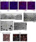 ZO-1 Antibody in Immunocytochemistry (ICC/IF)