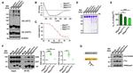 V5 Tag Antibody in Western Blot (WB)