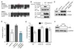 GAPDH Antibody in Western Blot (WB)