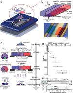 TurboGFP Antibody in Western Blot (WB)