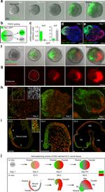 GFP Antibody in Immunohistochemistry (Frozen), Immunocytochemistry (IHC (F), ICC/IF)