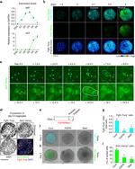 GFP Antibody in Immunohistochemistry (Frozen), Immunocytochemistry (IHC (F), ICC/IF)
