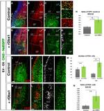 GFP Antibody in Immunohistochemistry, Immunocytochemistry (IHC, ICC/IF)