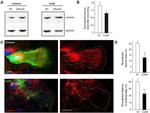 Connexin 30 Antibody in Immunocytochemistry (ICC/IF)