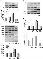 Phospho-FAK (Tyr397) Antibody in Western Blot (WB)
