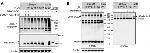 SUMO1 Antibody in Western Blot (WB)