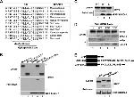 SUMO1 Antibody in Western Blot (WB)