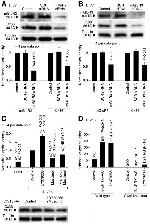 Connexin 36 Antibody in Western Blot (WB)
