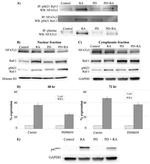 Phospho-c-Raf (Ser621) Antibody in Western Blot (WB)