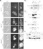 PGK1 Antibody in Western Blot (WB)