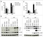 c-Myc Antibody in Western Blot (WB)
