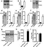 Thrombospondin 4 Antibody in Western Blot (WB)