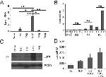 beta Actin Loading Control Antibody in Western Blot (WB)