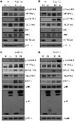 beta Actin Loading Control Antibody in Western Blot (WB)
