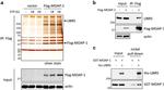 DYKDDDDK Tag Antibody in Western Blot (WB)