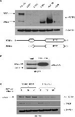 GAPDH Loading Control Antibody in Western Blot (WB)