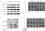 E-cadherin Antibody in Western Blot (WB)
