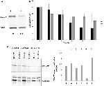 GAPDH Antibody in Western Blot (WB)