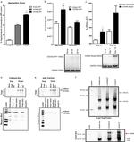 GAPDH Antibody in Western Blot (WB)