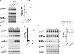 Tau Antibody in Western Blot (WB)